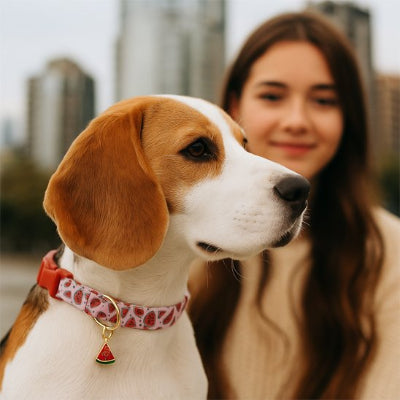 chien avec Collier chien pastèque et sa maitresse