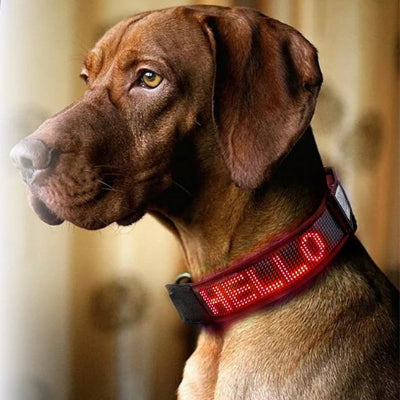 chien avec collier lumineux chien écrit Hello