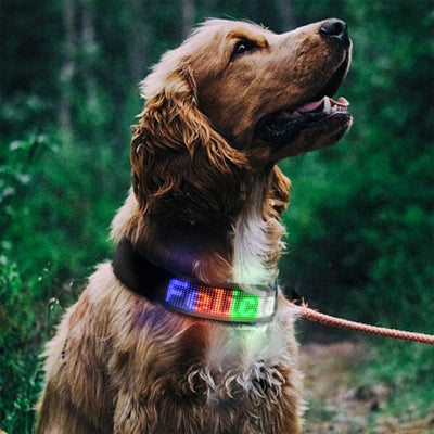 chien assis avec collier lumineux chien 