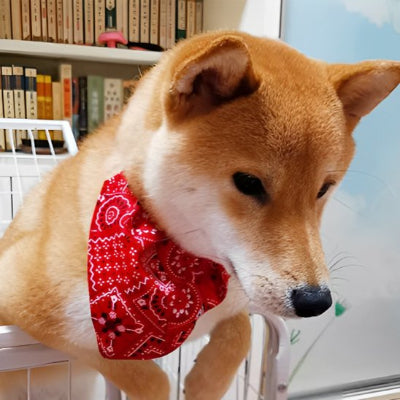 chien avec collier pour chien bandana rouge 