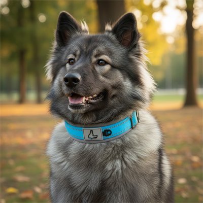 Chien avec collier pour chien Sécuri Chien bleu assis avec sa maitresse