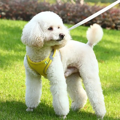 Chien avec harnais pour petit Chien Douceur Jaune