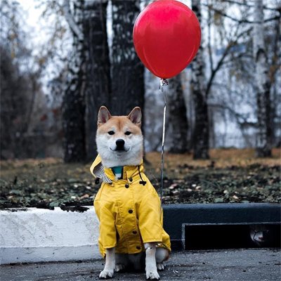 Chien avec imperméable pour chien​ Ciré Marin jaune assis