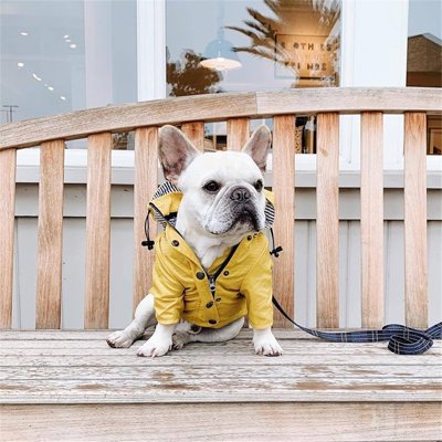 Chien avec imperméable pour chien​ Ciré Marin jaune sur un banc
