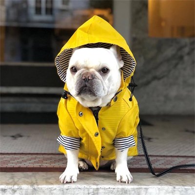 Chien avec imperméable pour chien​ Ciré Marin jaune 