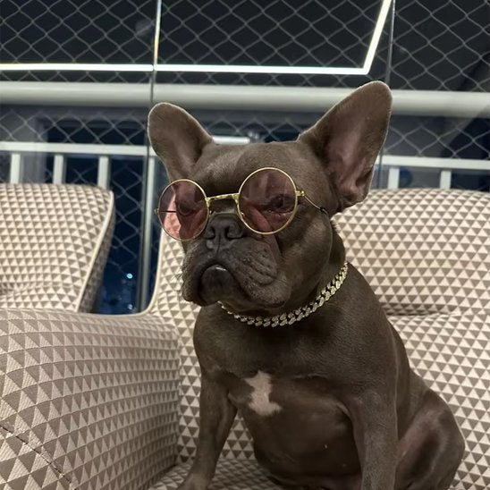 chien avec lunettes en collier chien gourmette argenté
