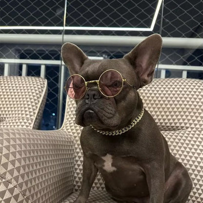 chien avec lunettes en collier chien gourmette argenté