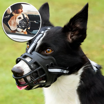 Chien avec muselière panier noir et encart