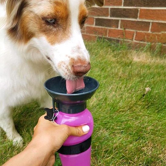 Chien avec sa gourde pour chien​ Route Fraiche Rose