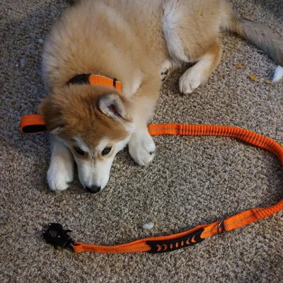 chien avec sa laisse pour chien orange