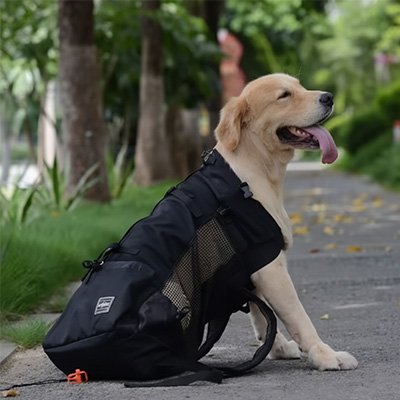 Chien avec sac à dos pour Chien Dorsal noir