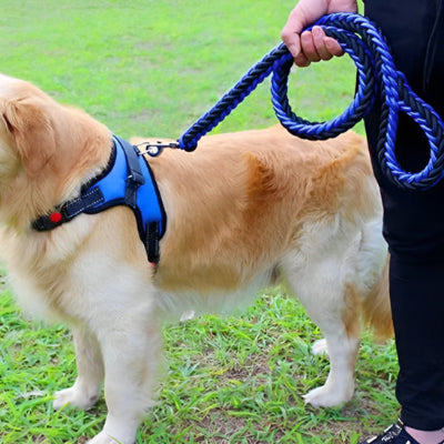 chien avec son maitre en laisse pour chien bleue et noire