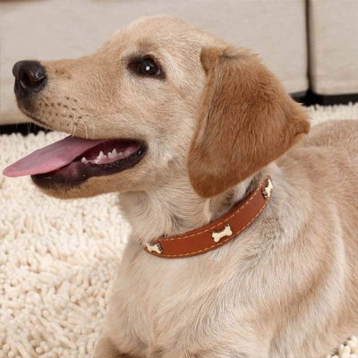 Chien avec un collier pour chien Os Canin marron assis sur un tapis