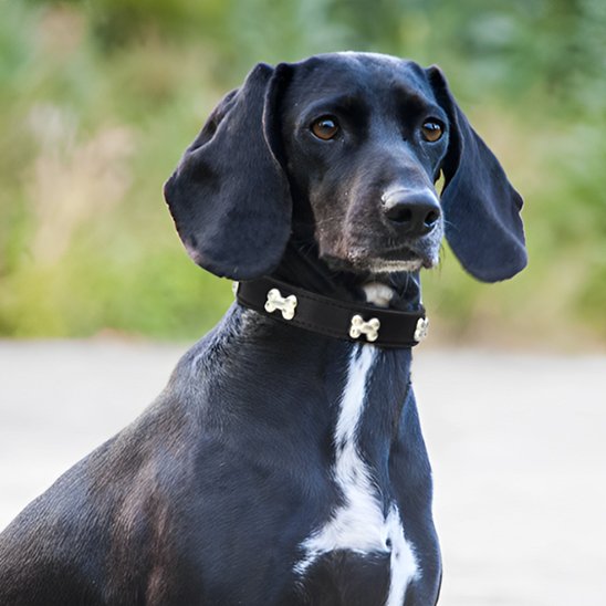 Chien avec un collier pour chien Os Canin noir