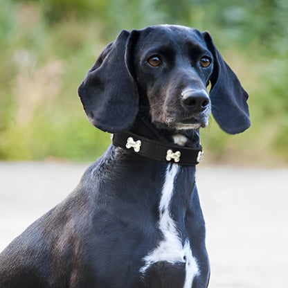 Chien avec un collier pour chien Os Canin noir
