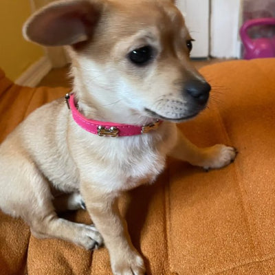 Chien avec un collier pour chien Os Canin rose assis sur un fauteuil
