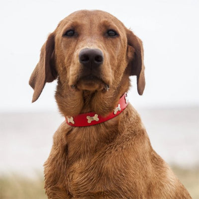 Chien avec un collier pour chien Os Canin rouge