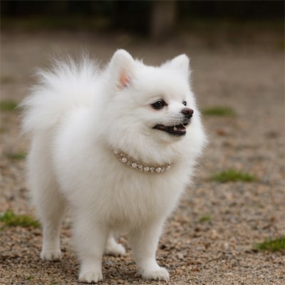 chien blanc avec collier chiot strass et perles