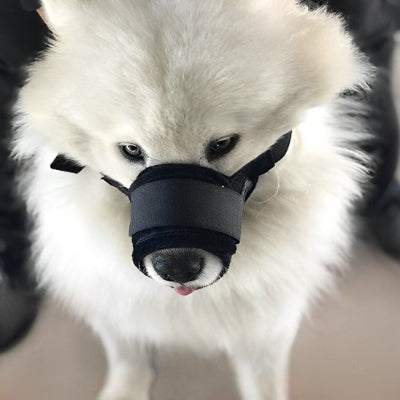 chien blanc en muselière petit chien AirZen noir