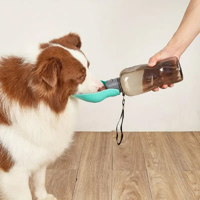Chien buvant dans une gourde pour chien​ Balade Pure vert