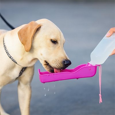 Chien buvant dans une gourde pour Chiens Museau Frais rose