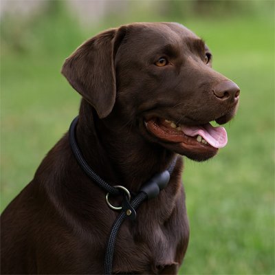 chien content avec collier pour chien corde noir