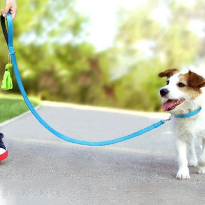 chien content en laisse chien bleue