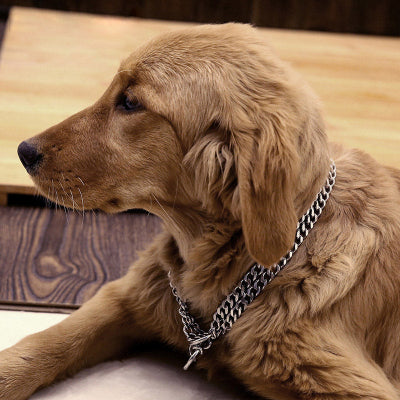 chien couché avec collier chien double argenté