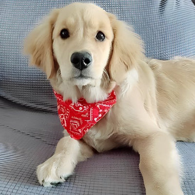 Chien couché avec collier pour chien bandana rouge