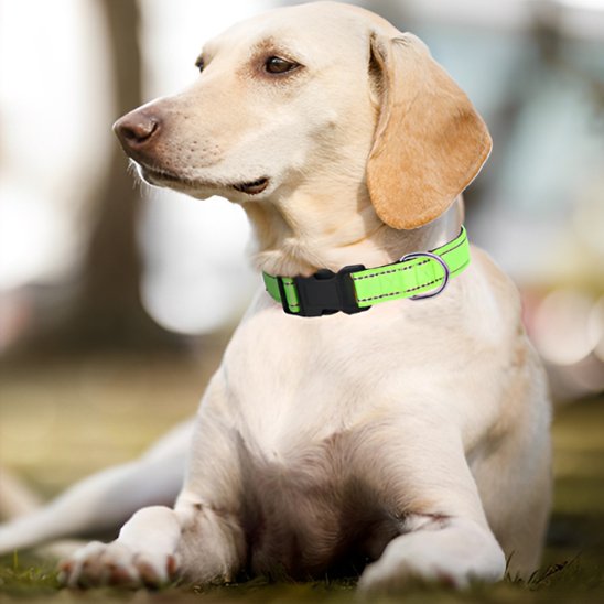 chien couché avec collier pour chien vert avec encart collier 