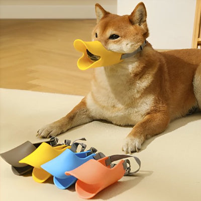 chien couché avec muselière petit chien Canard jaune devant les autres couleurs de muselières