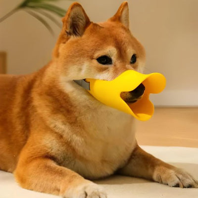 chien couché avec muselière petit chien Canard jaune 