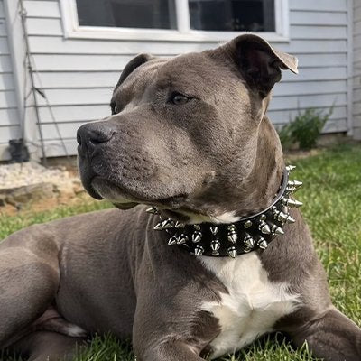 Chien couché avec un collier chien Armure Canine noir