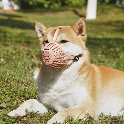 Chien couché dans l'herbe en muselière pour chien Museau aéré beige