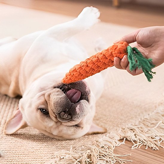 chien couché jouant avec ses jouets pour chiens Carotte