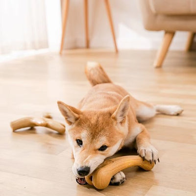 chien couché jouant avec son  chien Nordik forme os