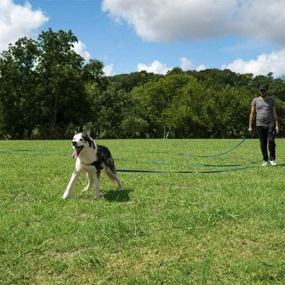 chien courant en laisse pour chien UltraGrip bleue