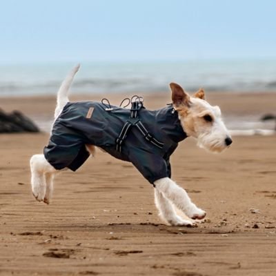 Chien courant sur la plage en imperméable pour chien​ Ecran pluie gris