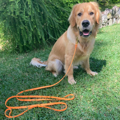 chien dans l 'herbe avec longe pour chien Dog Flow Orange