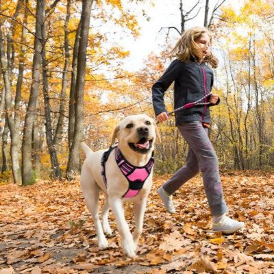 chien dans la forêt avec Harnais pour chien easywalk rose et encart
