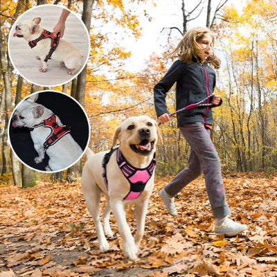 chien dans la forêt avec Harnais pour chien easywalk rose et encart