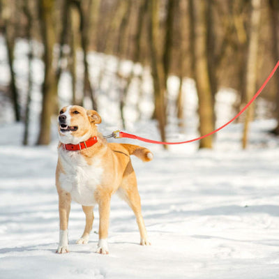 chien dans la neige avec longe pour chien Dog Flow Orange