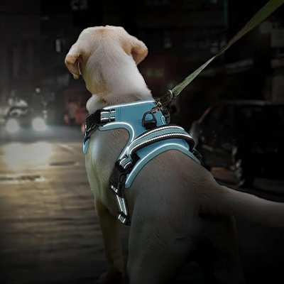 Chien dans la nuit  avec harnais chien anti traction Tactique Pro bleu
