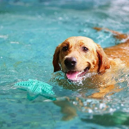 Chien dans la piscine avec son jouet chien Etoile bleu
