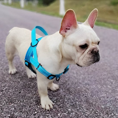 chien dans la rue avec Harnais pour chien Sérénité bleu