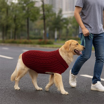 Chien dans la rue en pull pour chien Montagne bordeaux
