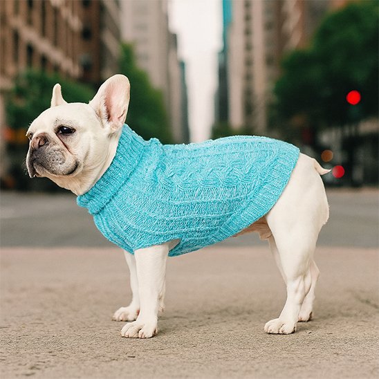 Chien dans la rue en pull pour chien Montagne turquoise