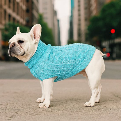 Chien dans la rue en pull pour chien Montagne turquoise