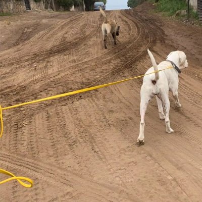 chien dans la terre en laisse pour chien UltraGrip jaune