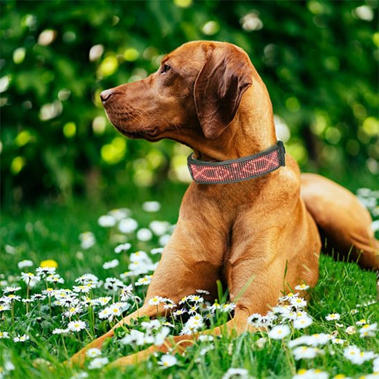 Chien dans l'herbe avec collier lumineux chien 